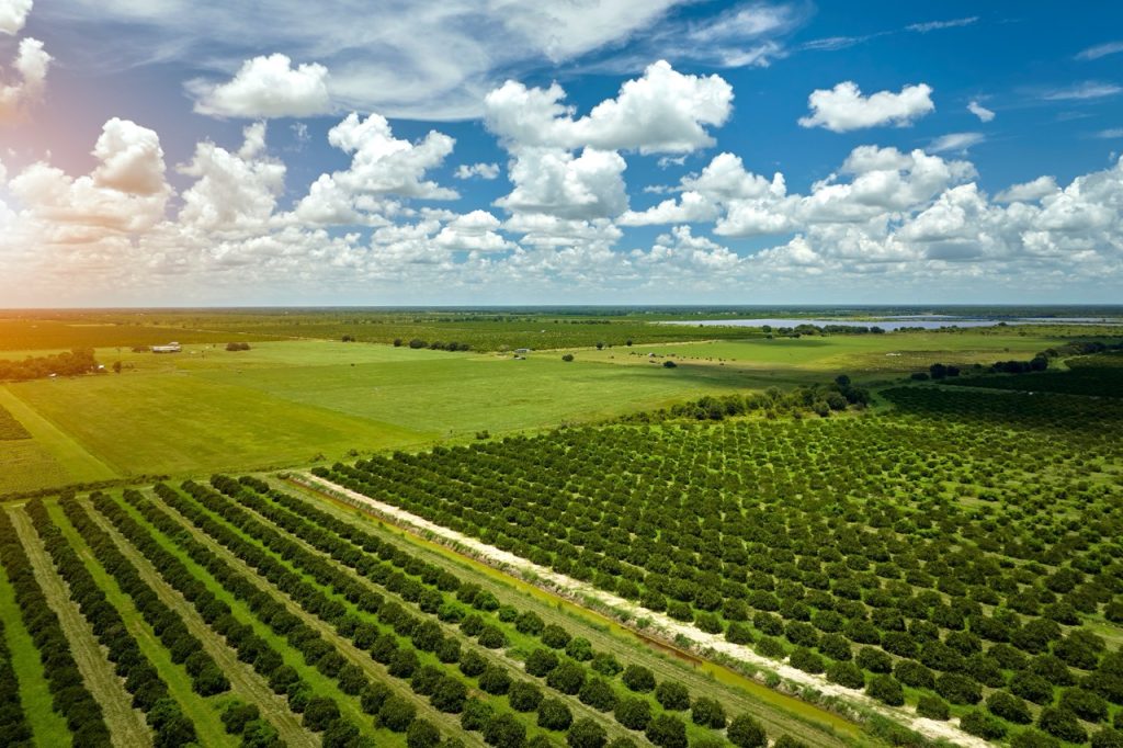 Aerial view of sprawling orchards on large commercial agricultural site.